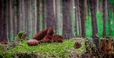 Cones on moss photo