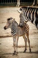 Zebras in zoo photo