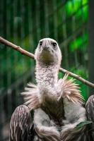 Grifo del Himalaya en el zoológico foto