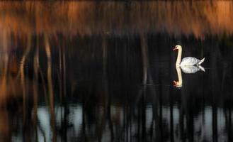 Swan on pond photo