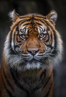 Portrait of Sumatran Tiger photo