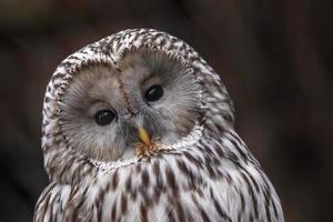 Portrait of Ural owl photo