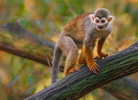 Squirrel monkey on log photo