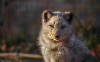 Portrait of Arctic fox photo