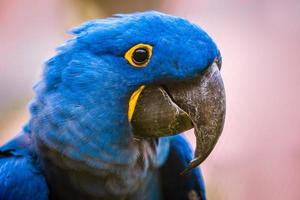 Hyacinth macaw in zoo photo