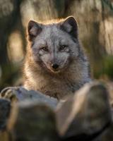 Portrait of Arctic fox photo