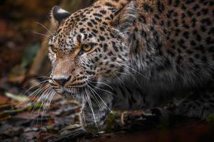 Portrait of Persian leopard photo