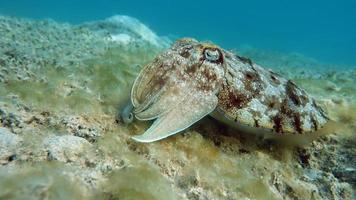 Sepia pharaonis. Mollusks, type of Mollusk. Head-footed mollusks. Cuttlefish squad. Pharaoh cuttlefish. photo