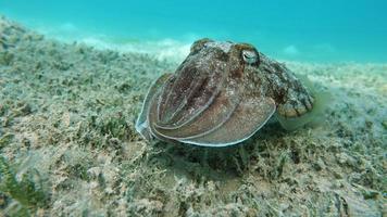 Sepia pharaonis. Mollusks, type of Mollusk. Head-footed mollusks. Cuttlefish squad. Pharaoh cuttlefish. photo