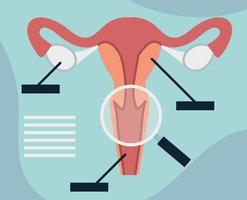 anatomy female reproductive vector