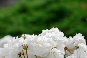 detalle de rosas blancas foto