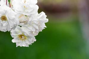 Detail of White roses photo