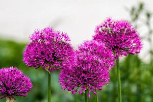 detalle de allium cristophii foto