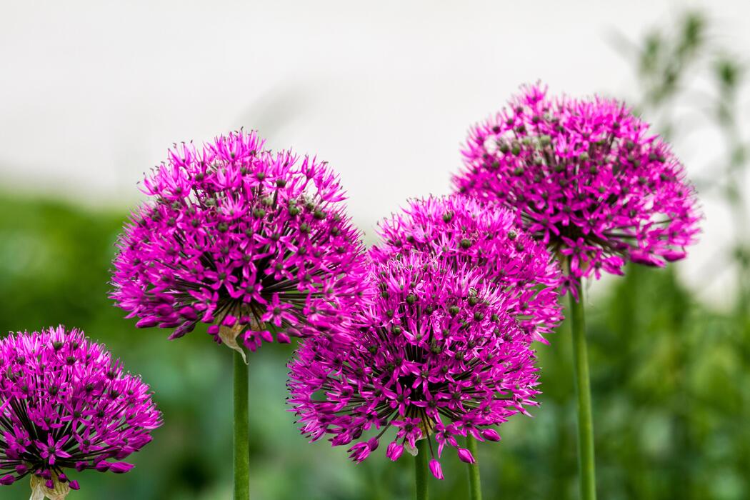 Allium Stock Photos, Images and Backgrounds for Free Download