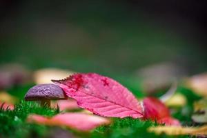 Boletus in moss photo