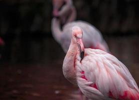 Greater flamingo sidelook photo