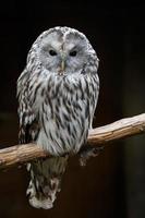 Portrait of Ural owl photo