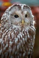 Portrait of  Ural owl photo