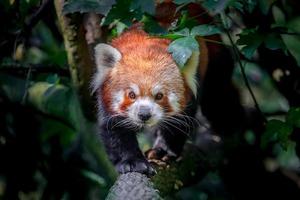 Red panda walking on log photo