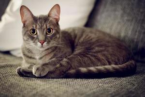 retrato de un gato. gato acostado en la cama, mirando a la cámara, ambiente con poca luz, poca profundidad de campo. foto