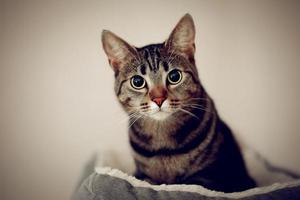 Portrait of a cat. Cat laying on the bed, looking at the camera, low light environment, shallow deep of field. photo