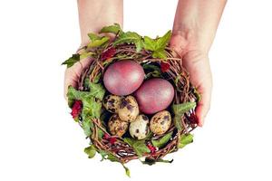 huevos de pascua con decoración huevos de codorniz en un nido de pájaro sostenido por manos de mujer. foto