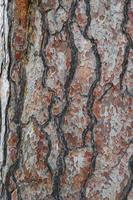 Texture of bark photo