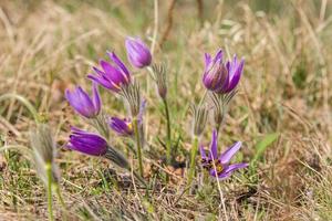 Detail of Pulsatilla pratensis photo