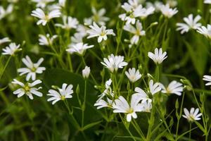 detalle de cerastium arvense foto