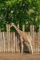 Giraffe in nature photo