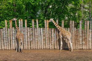 jirafas en la naturaleza foto