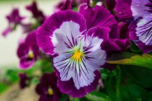 Detail of Garden pansy photo