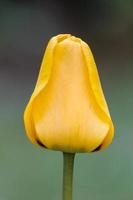 detalle de tulipán amarillo foto