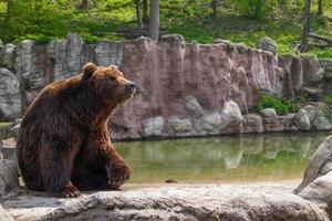 oso en el zoológico foto