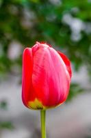 Detail of Red tulip photo