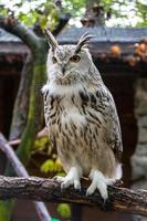 Eurasian eagle owl photo