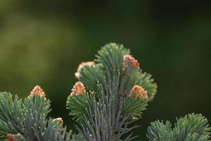 Detalle del árbol de agujas foto