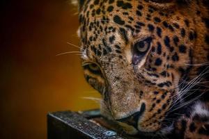 Portrait of Persian Leopard