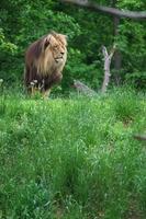 Portrait of Katanga Lion photo