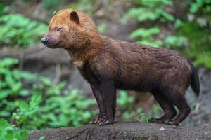 Portrait of Bush dog photo