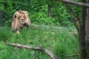 Portrait of Katanga Lion photo