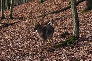 Fallow deer in forest photo