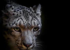 Snow leopard irbis photo