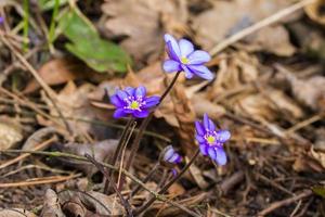 Detail of Anemone hepatica photo