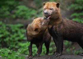 Portrait of Bush dog photo