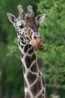 Reticulated giraffe closeup photo