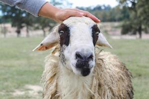 mano de los agricultores tocando la cabeza de oveja en campo verde. concepto encantador animal. foto