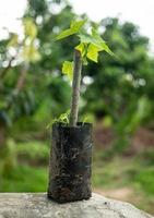 el árbol de chaiya en el jardín. espinaca de árbol o col rizada mexicana, vegetales de alto valor nutricional. foto