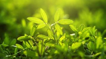 The nature view of green leaf on blurred greenery background in garden with  sunbeam in spring. 2611512 Stock Photo at Vecteezy