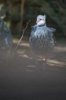 Portrait of Southern screamer photo